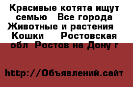 Красивые котята ищут семью - Все города Животные и растения » Кошки   . Ростовская обл.,Ростов-на-Дону г.